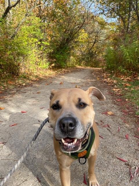 Enlarge Mara, an adoptable mixed breed in Hamilton, ON image 1/12