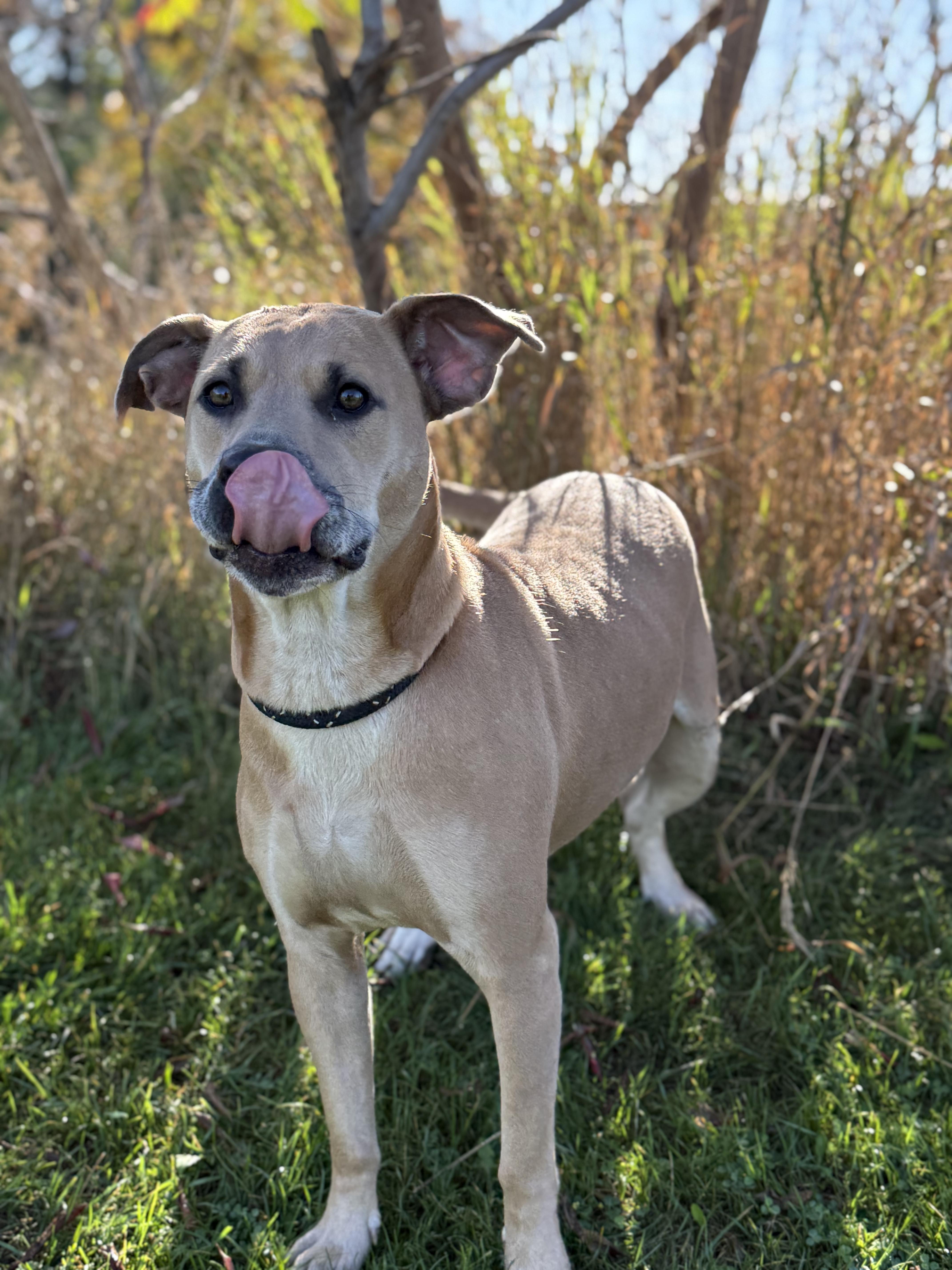 Mara, adoptable, Adult Female American Bully.
