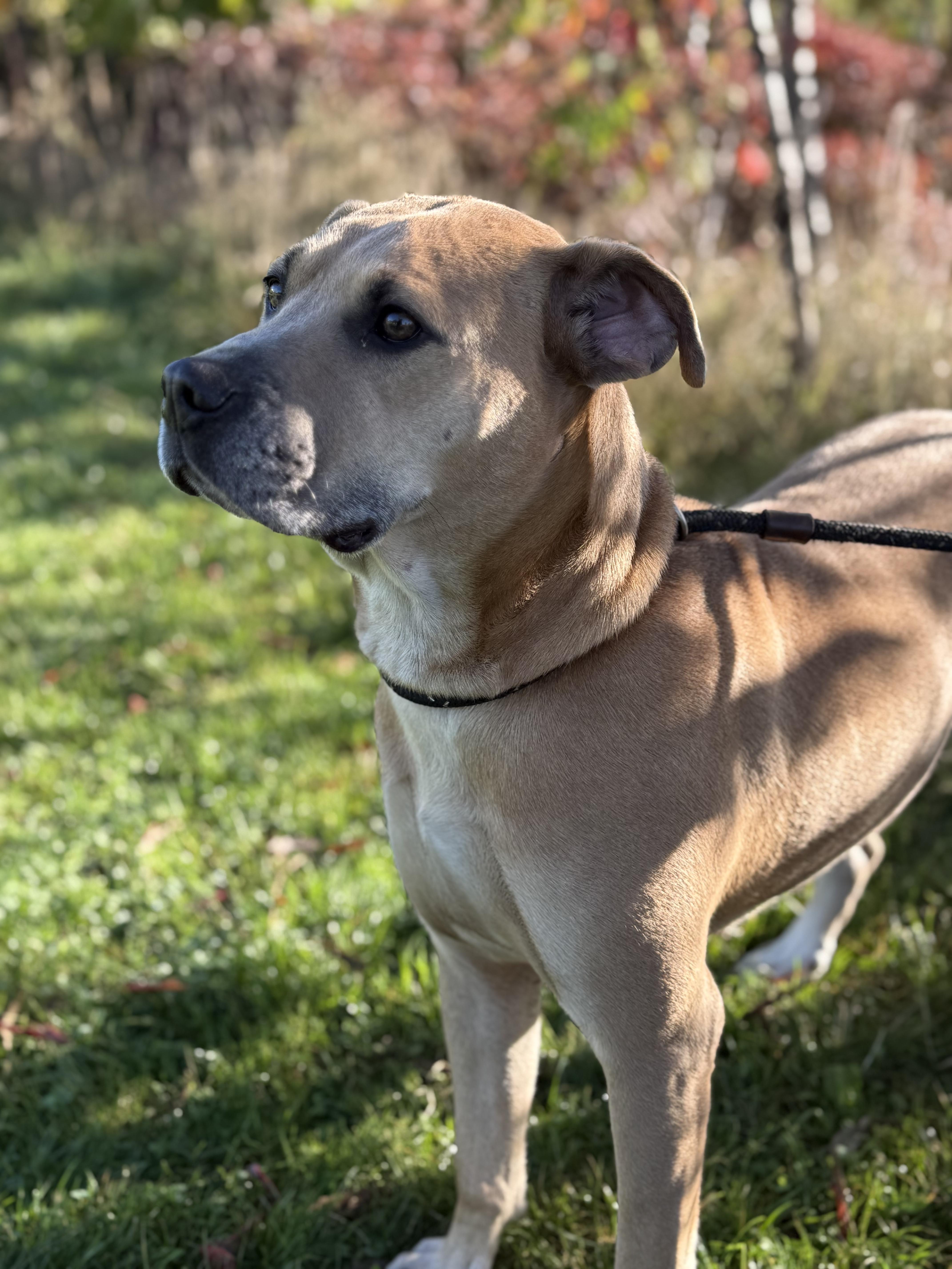 Enlarge Mara, an adoptable mixed breed in Hamilton, ON image 9/12