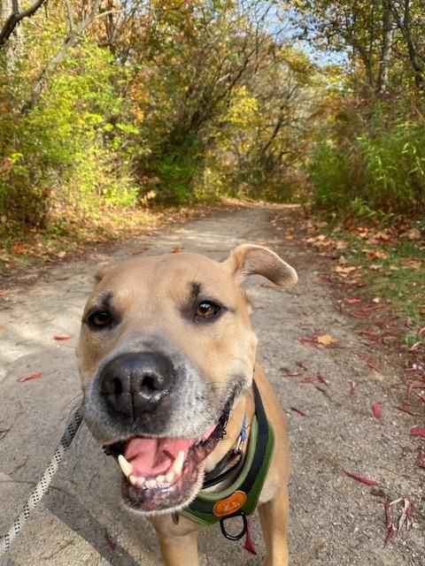 Enlarge Mara, an adoptable mixed breed in Hamilton, ON image 10/12