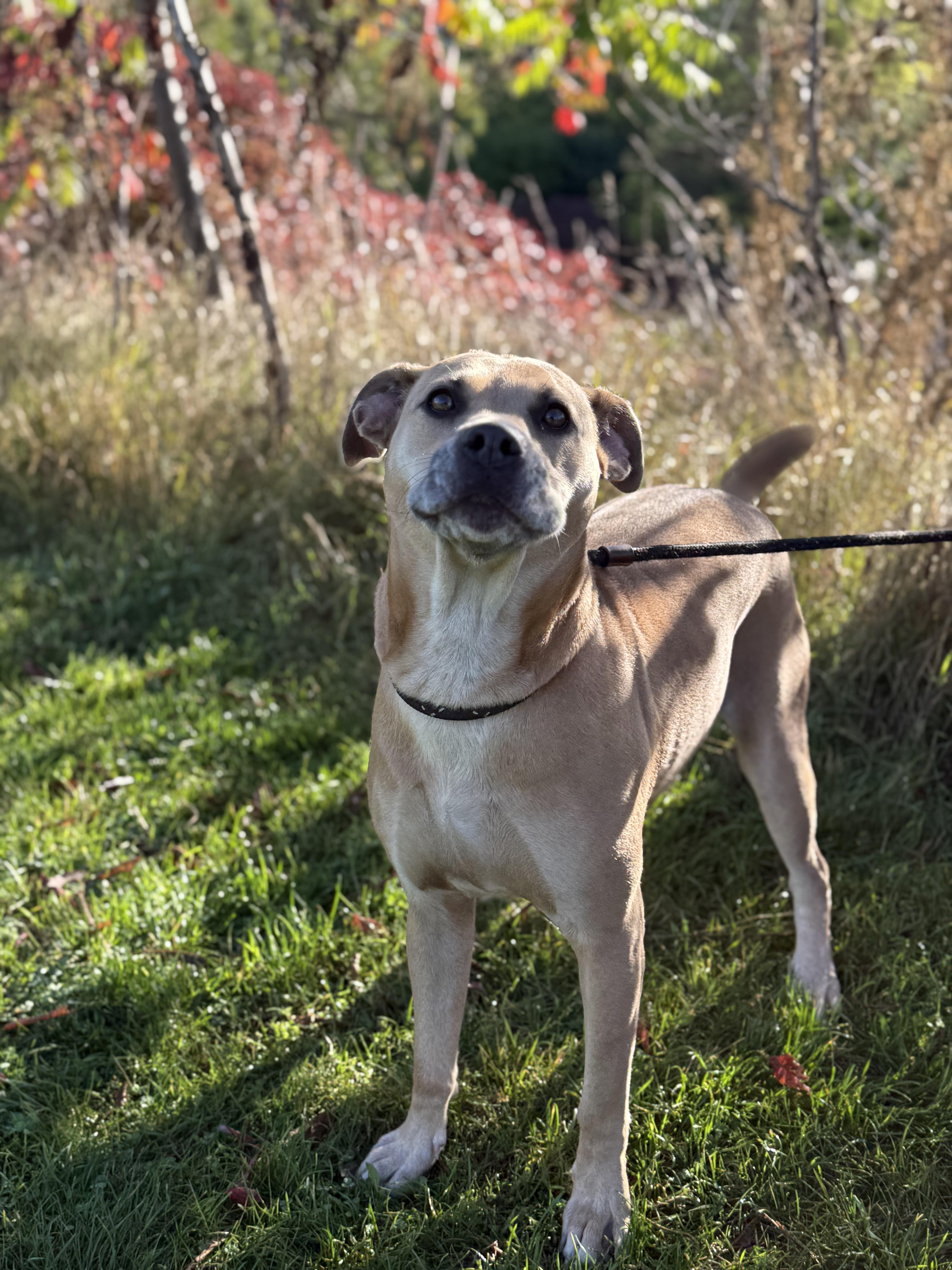 Enlarge Mara, an adoptable mixed breed in Hamilton, ON image 6/12
