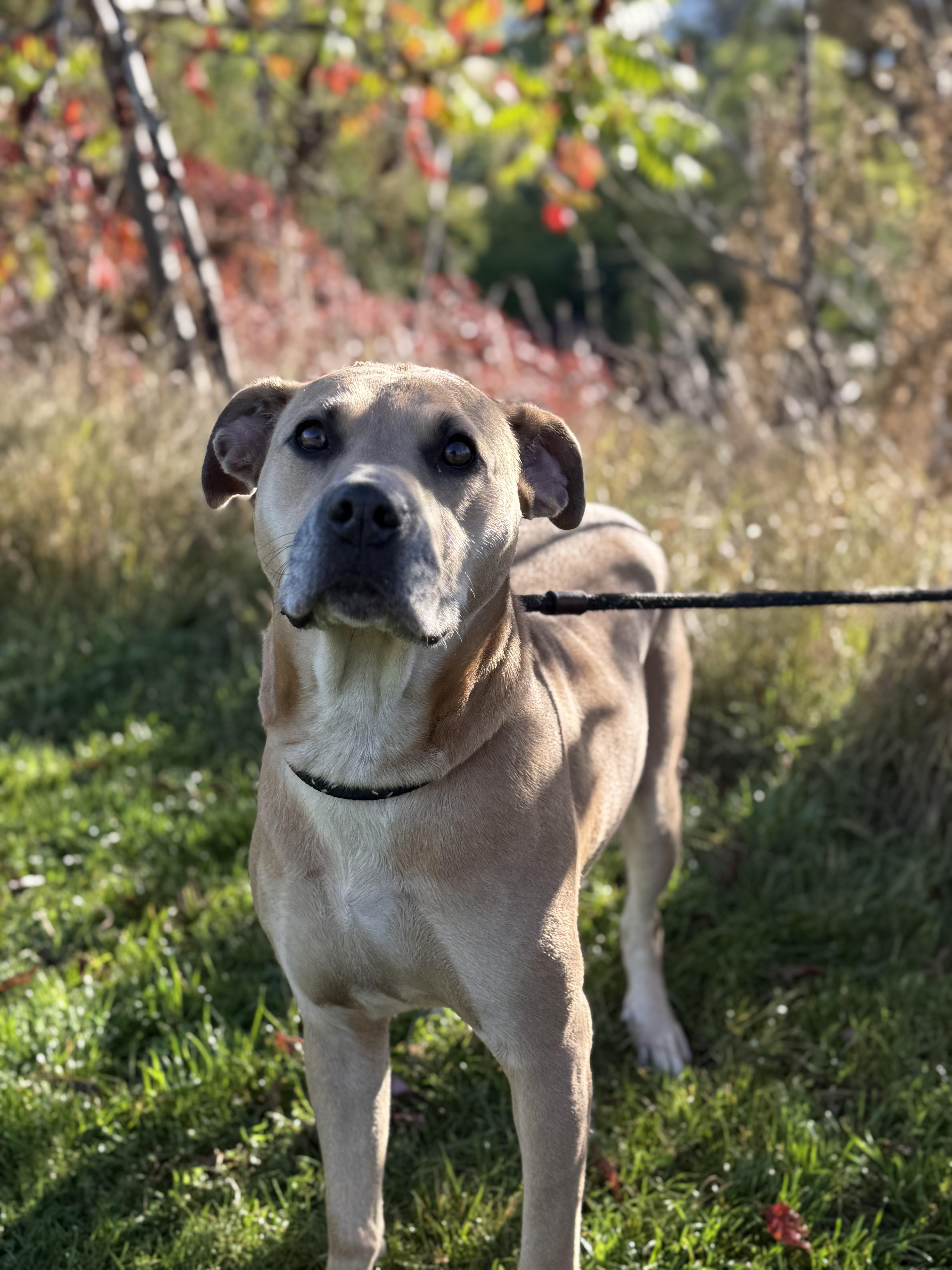 Mara, adoptable, Adult Female American Bully.
