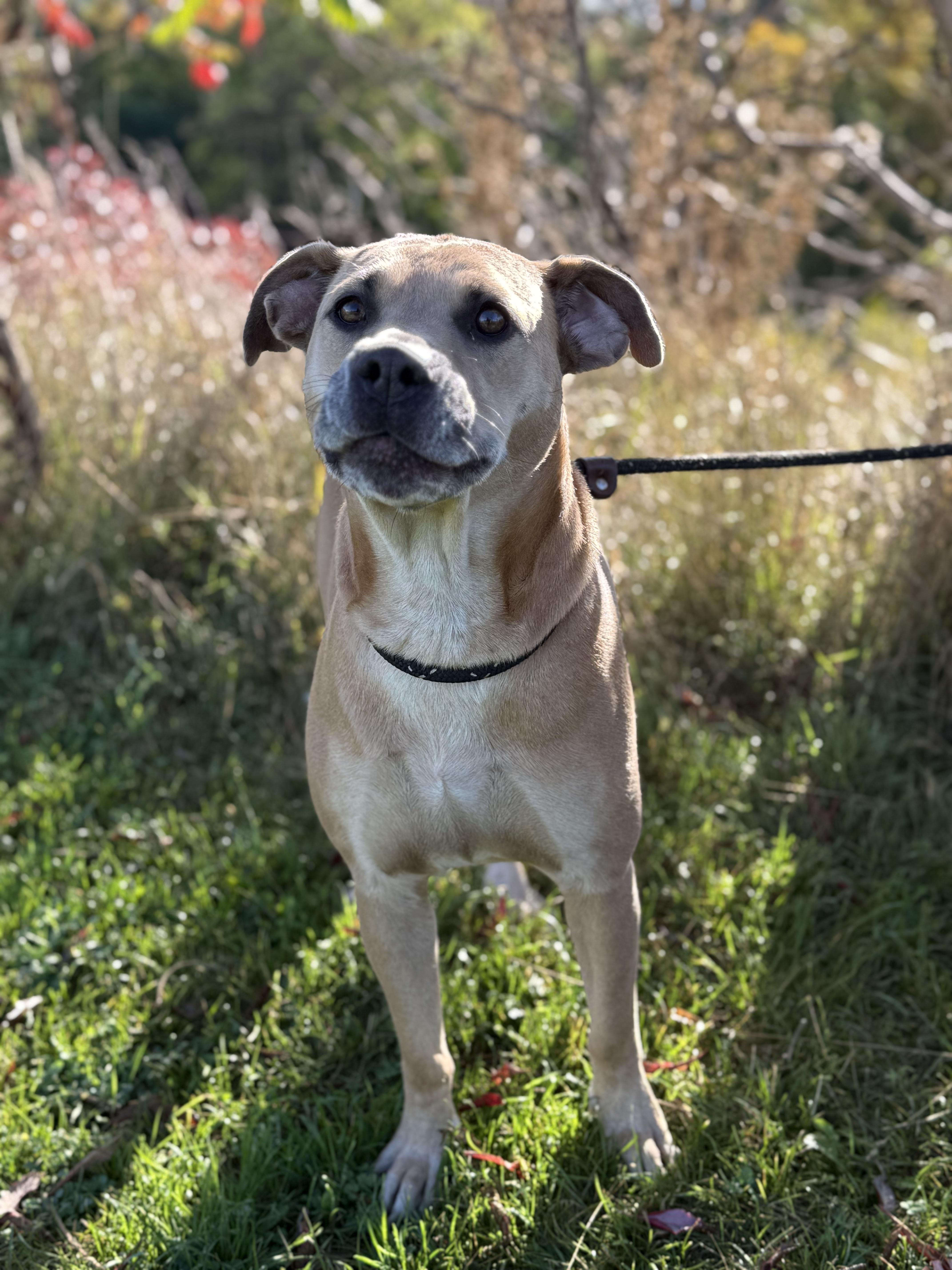 Enlarge Mara, an adoptable mixed breed in Hamilton, ON image 7/12