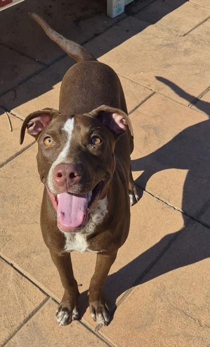 Enlarge Bashful, a Adoptable mixed breed in Shreveport, LA image 1/2