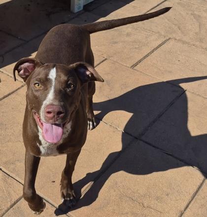 Enlarge Bashful, a Adoptable mixed breed in Shreveport, LA image 2/2