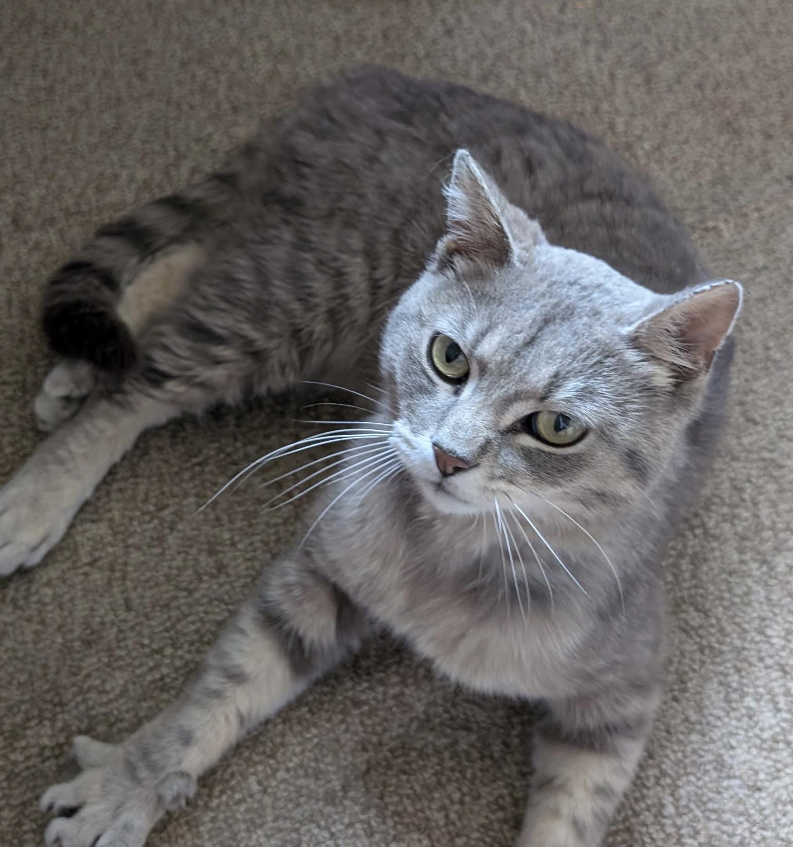 Enlarge Smokey, a ADOPTABLE Domestic Short Hair in Tomah, WI image 2/2
