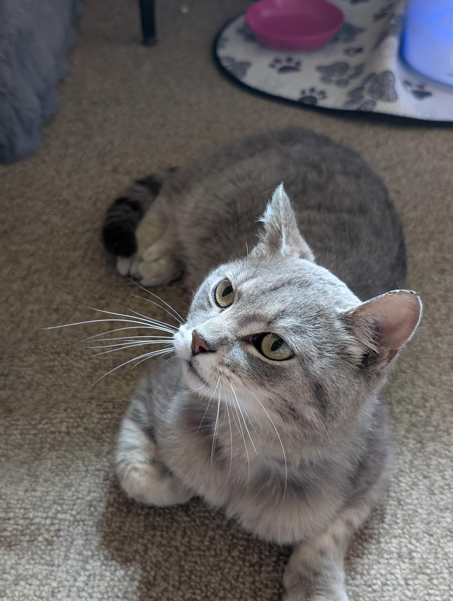 Enlarge Smokey, a ADOPTABLE Domestic Short Hair in Tomah, WI image 3/3