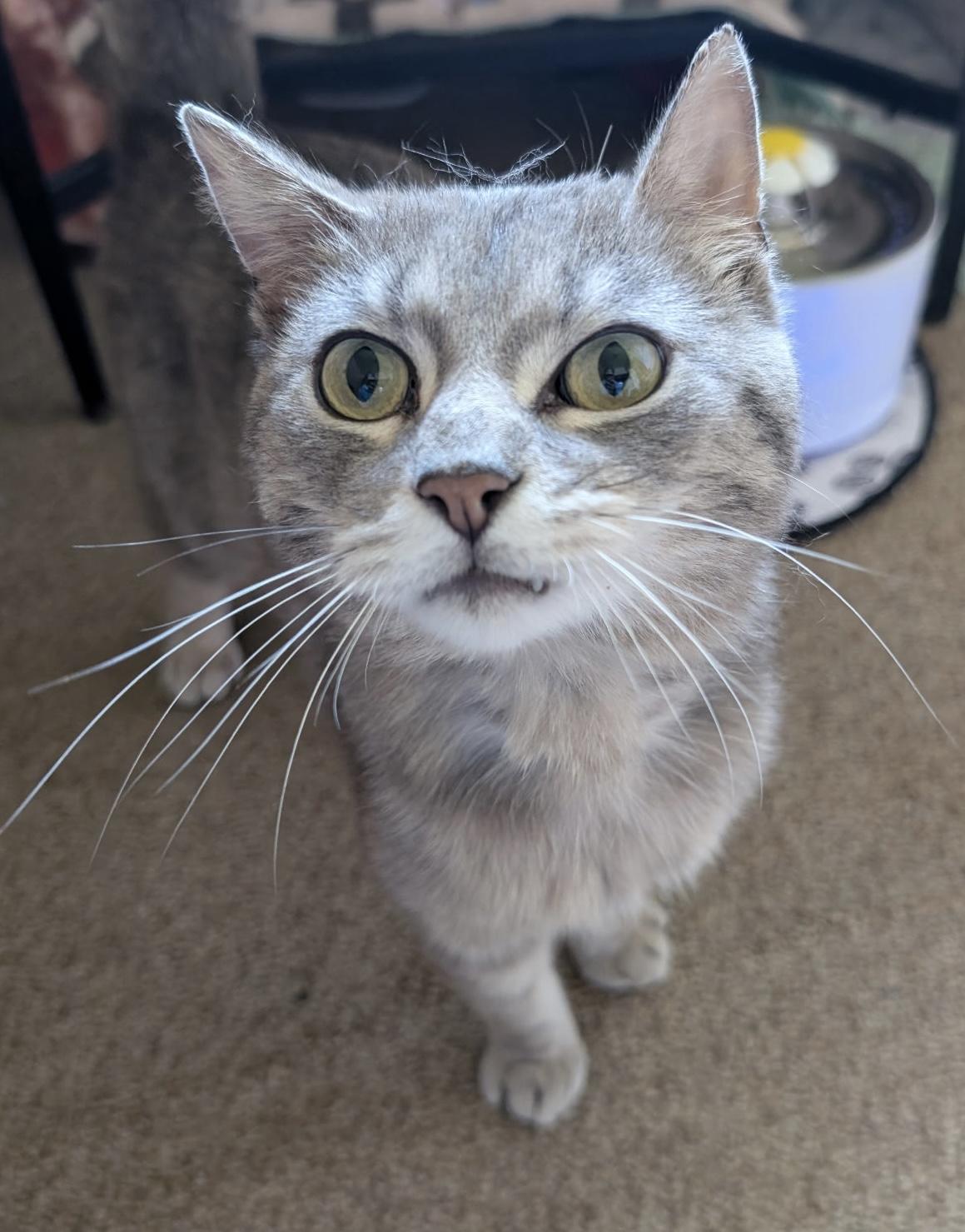 Smokey, ADOPTABLE, Adult Male Domestic Short Hair.