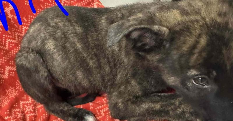 Rugrats Phil thumbnail 2