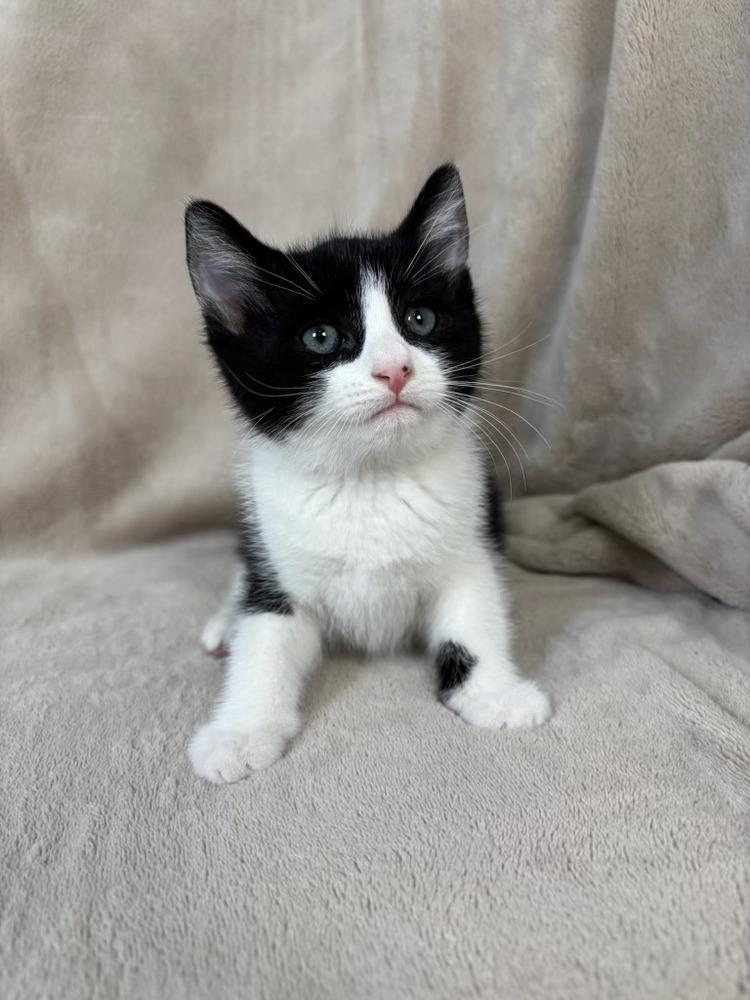 Aspen, Adoptable, Kitten Male Domestic Short Hair.