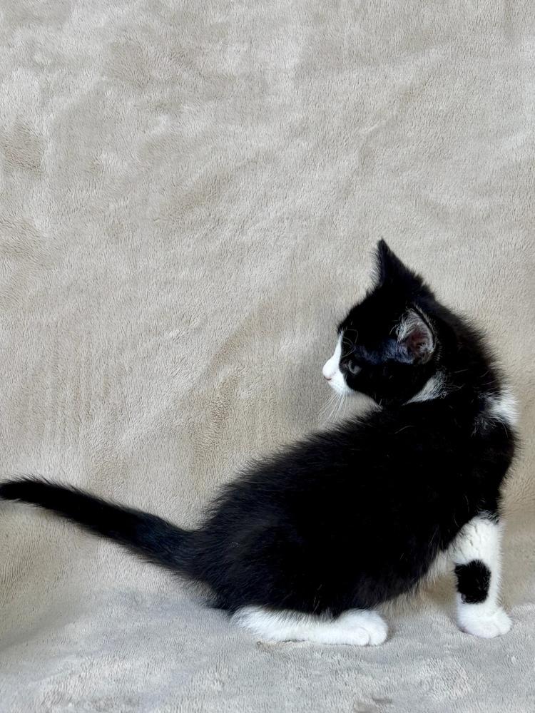 Enlarge Aspen, a Adoptable Domestic Short Hair in Salinas, CA image 3/4