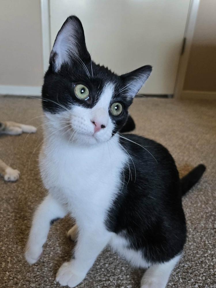 Enlarge Aspen, a Adoptable Domestic Short Hair in Salinas, CA image 4/4