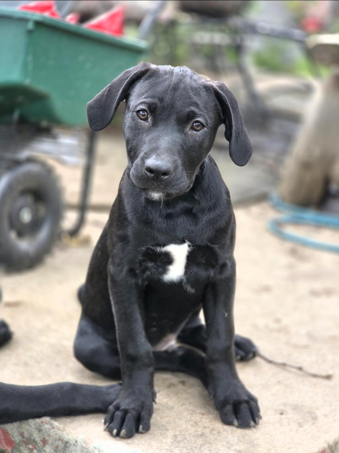 Irwin, a ADOPTABLE mixed breed in Lincoln, NE image 2/4