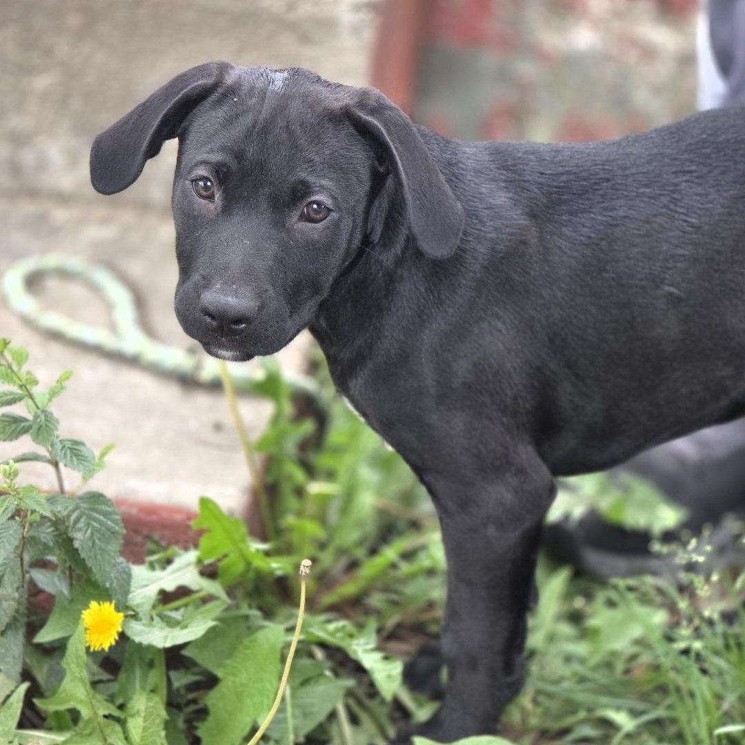 Irwin, a ADOPTABLE mixed breed in Lincoln, NE image 3/4
