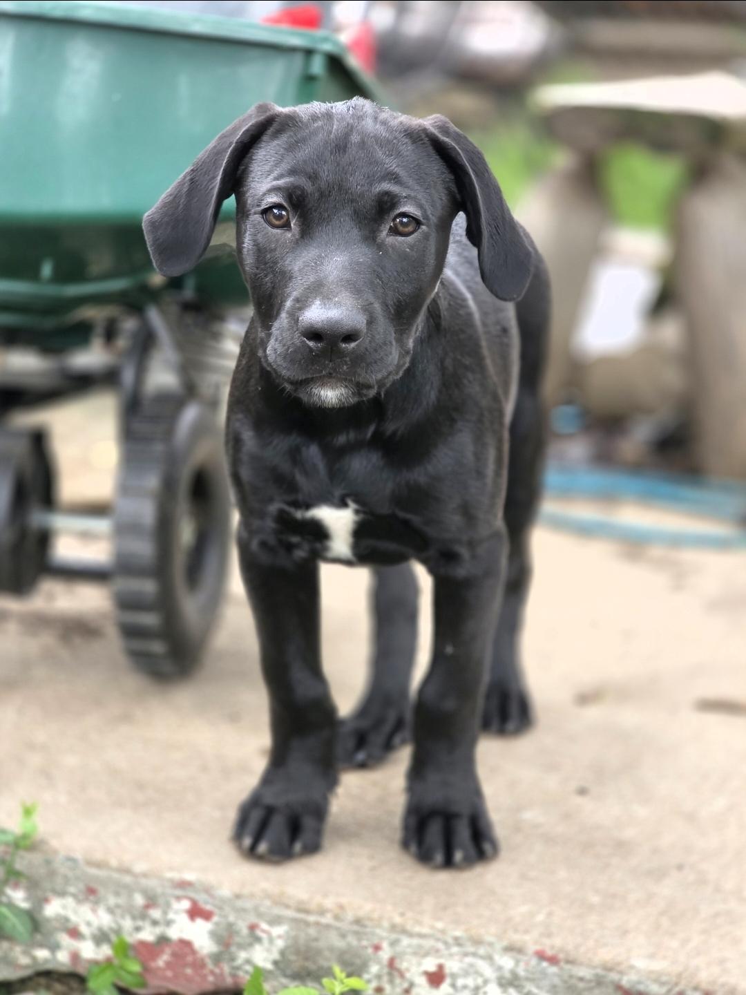 Irwin, ADOPTABLE, Puppy Male Chesapeake Bay Retriever & Pit Bull Terrier.