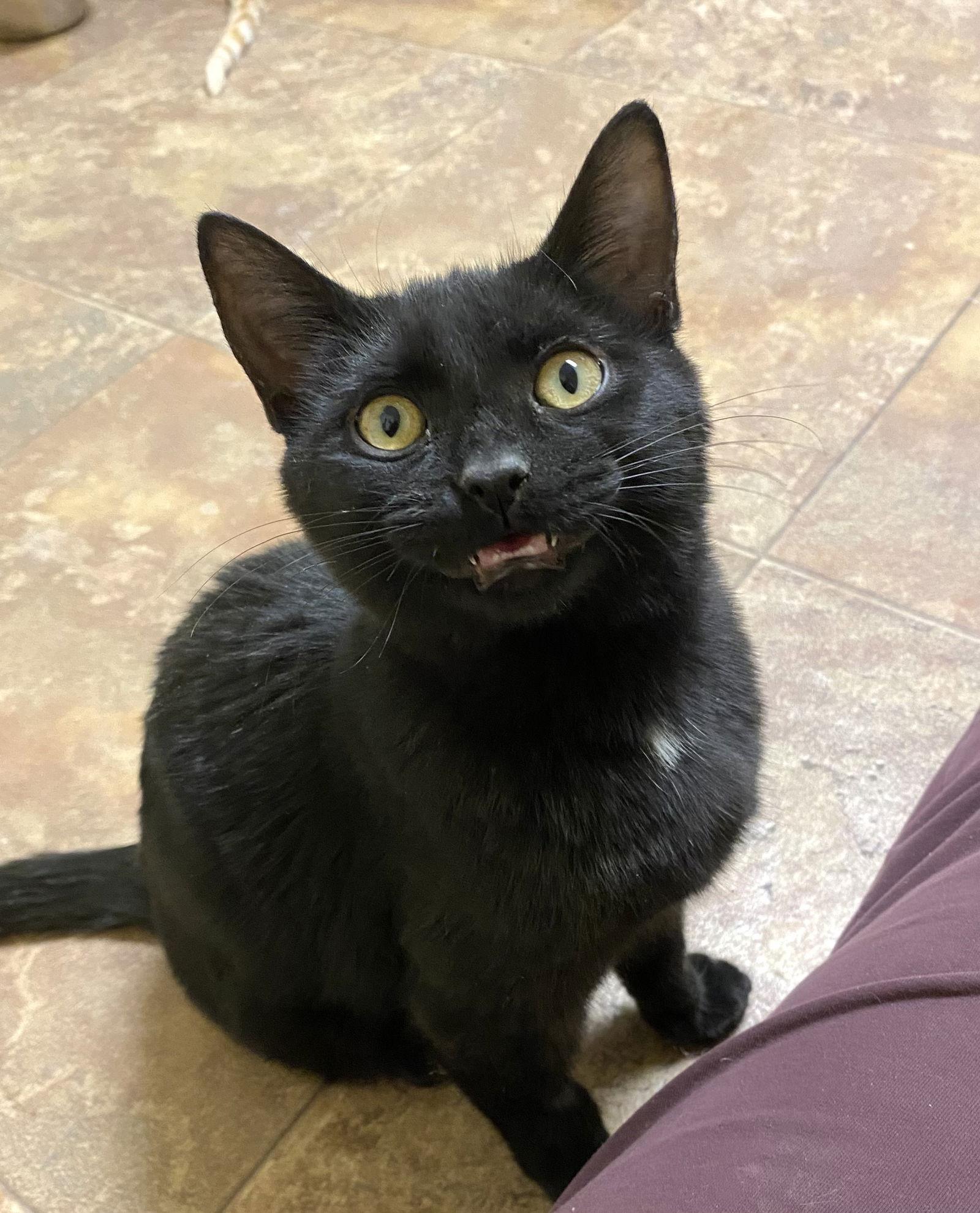 Enlarge Truffle, a Adoptable Domestic Short Hair in Fargo, ND image 1/1