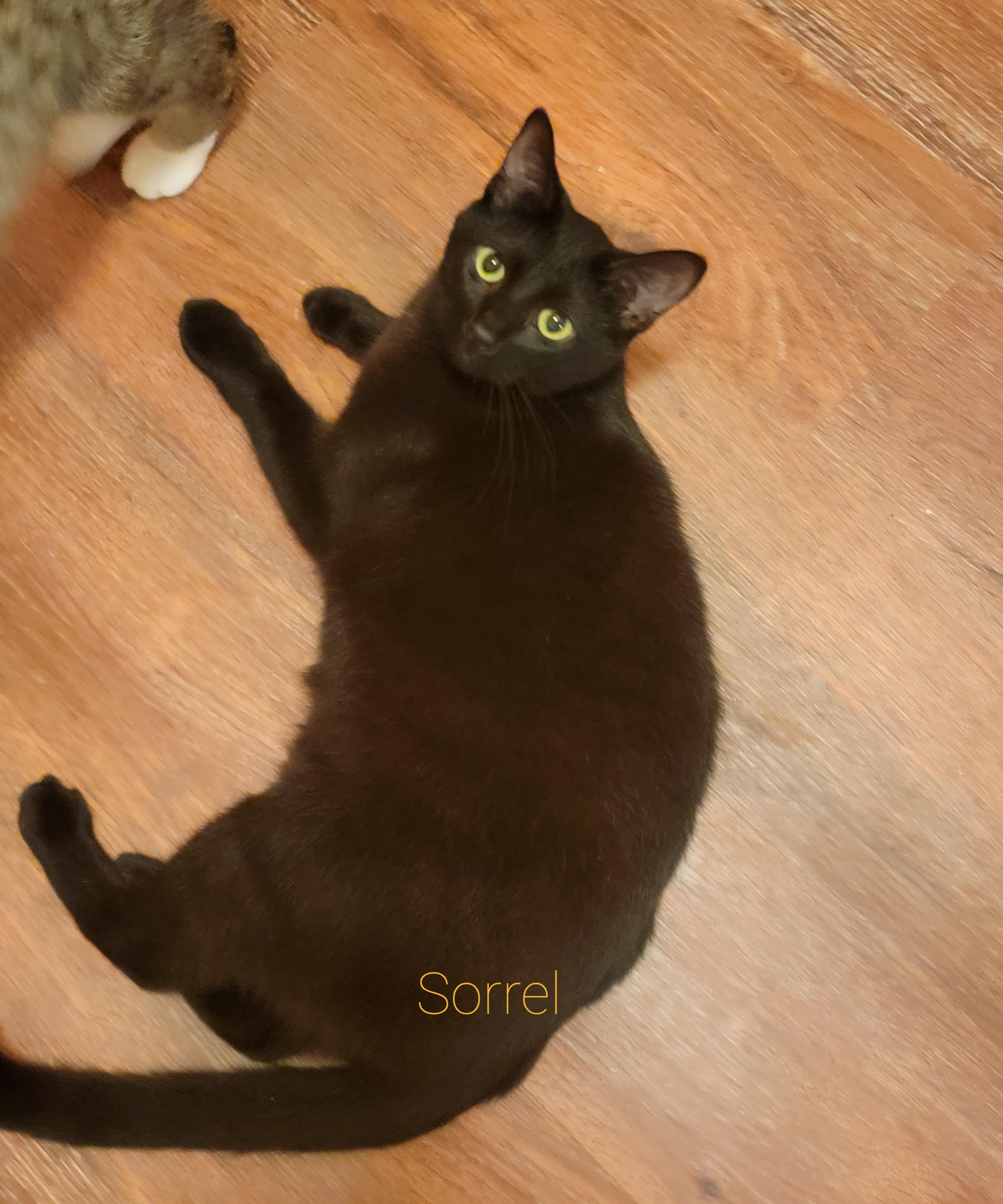 Sorrel, a Adoptable Domestic Short Hair in Midland, MI image 1/2
