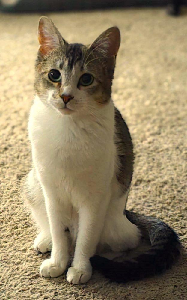 Tiramisu, Adoptable, Young Female Domestic Short Hair.