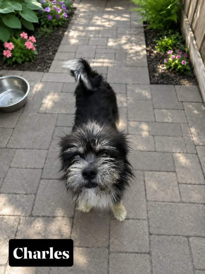 Charles, Adopted, Adult Male Terrier.