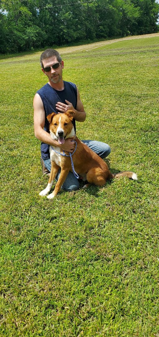 Red, a Adoptable mixed breed in Campton, KY image 1/6