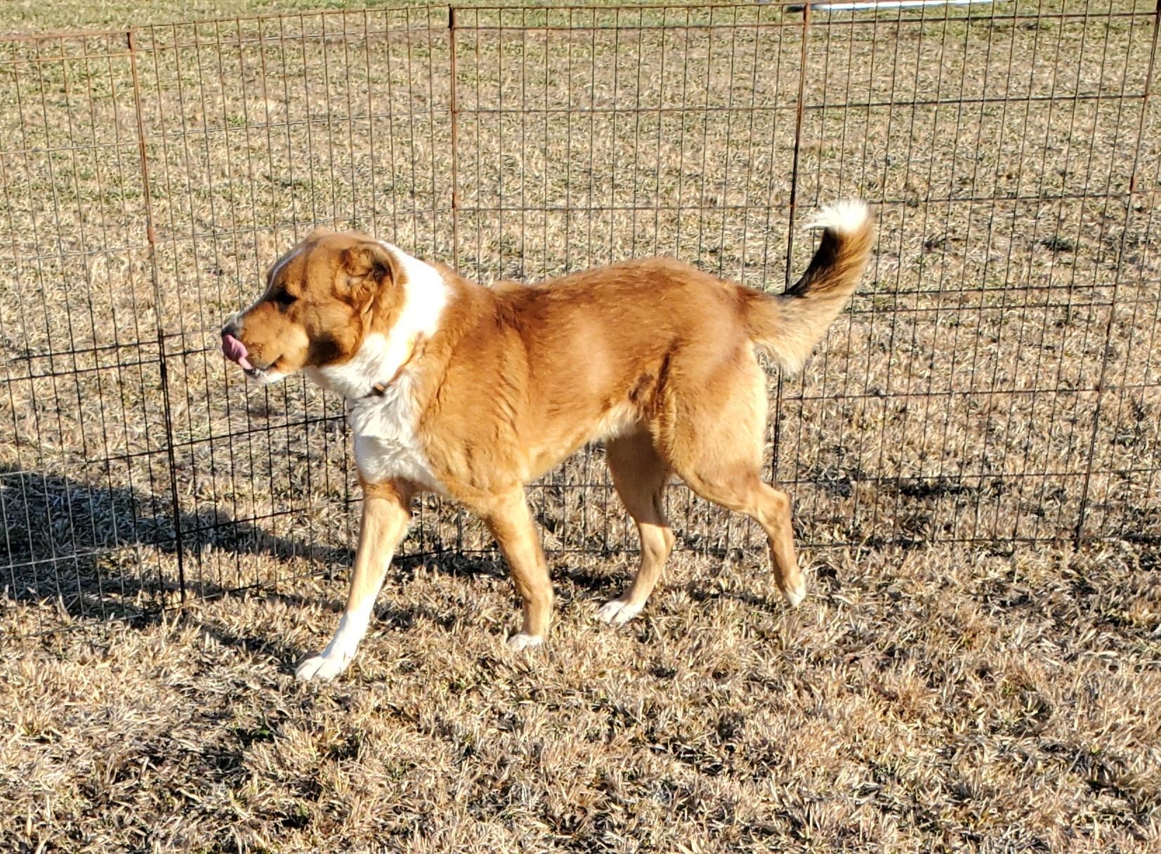 Red, a Adoptable mixed breed in Campton, KY image 2/6