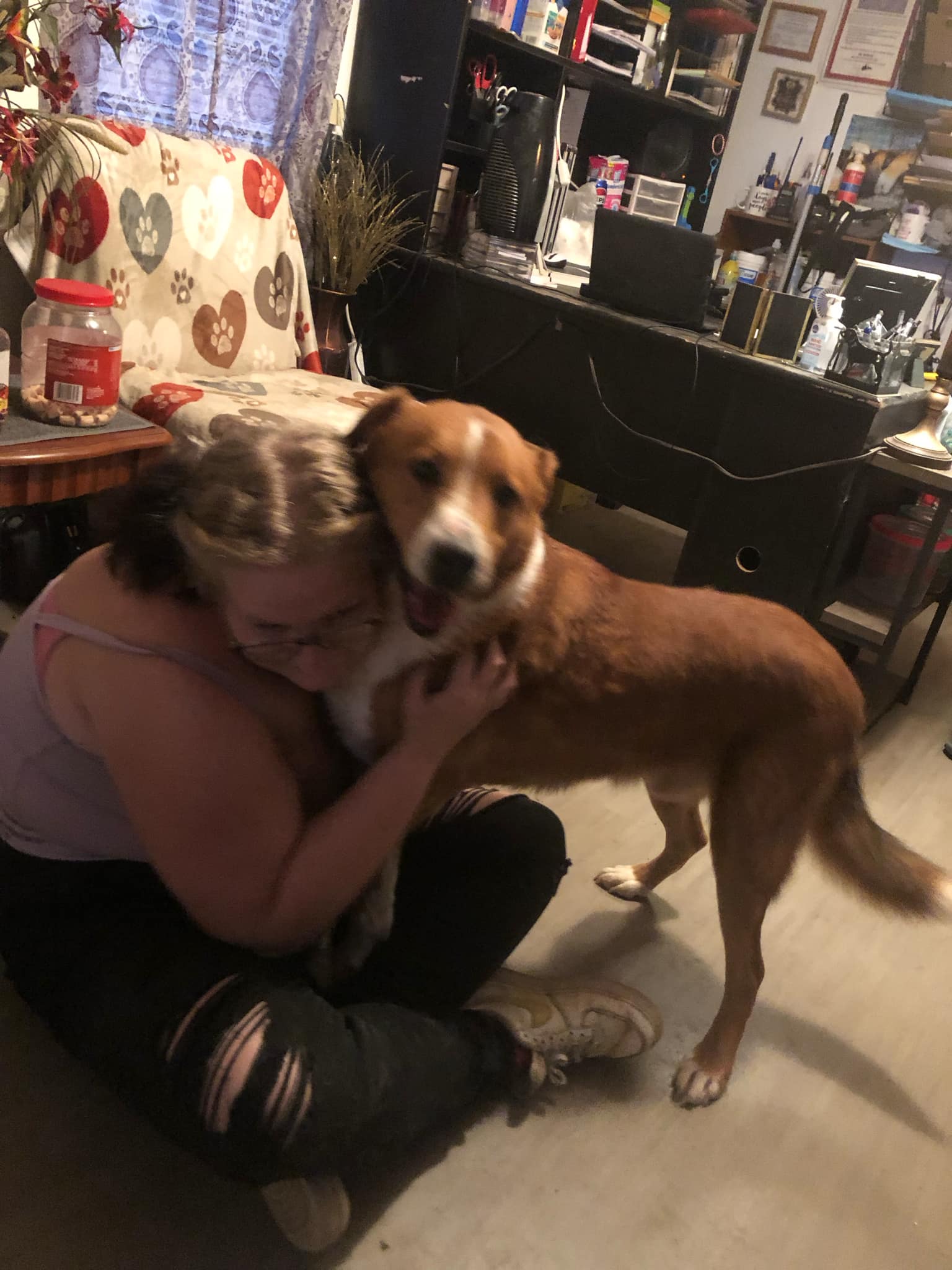 Red, a Adoptable mixed breed in Campton, KY image 3/6