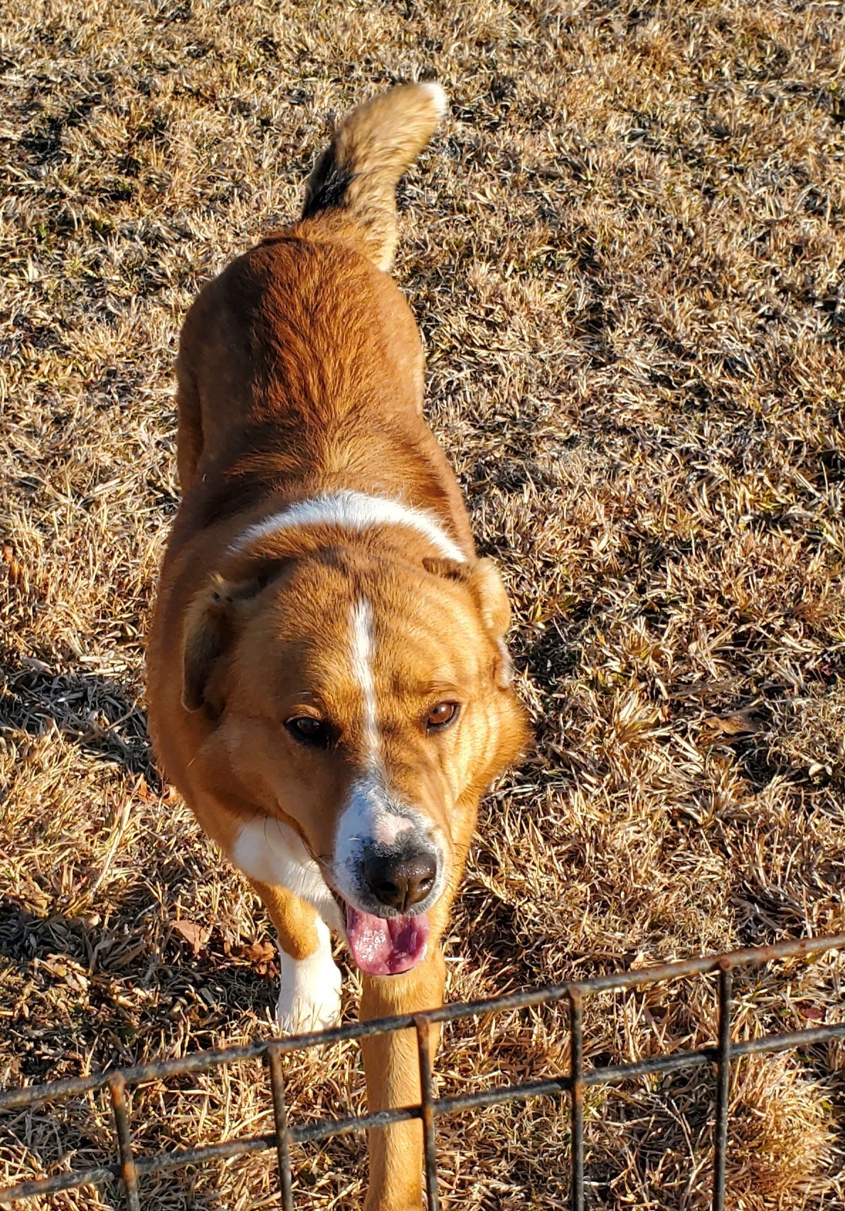 Red, a Adoptable mixed breed in Campton, KY image 5/6