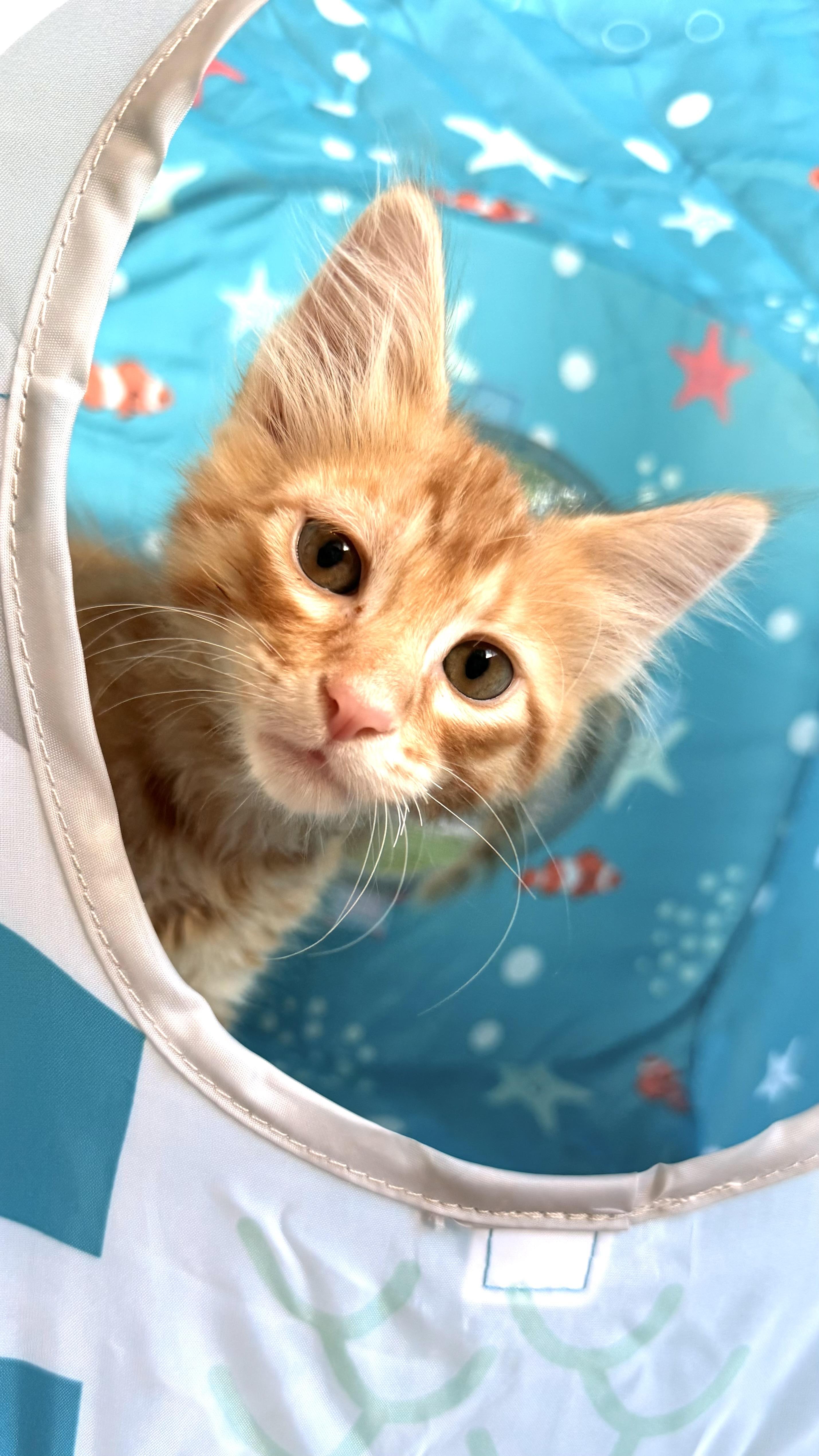 Wasabi (Siracha), ADOPTABLE, Young Male Domestic Short Hair.