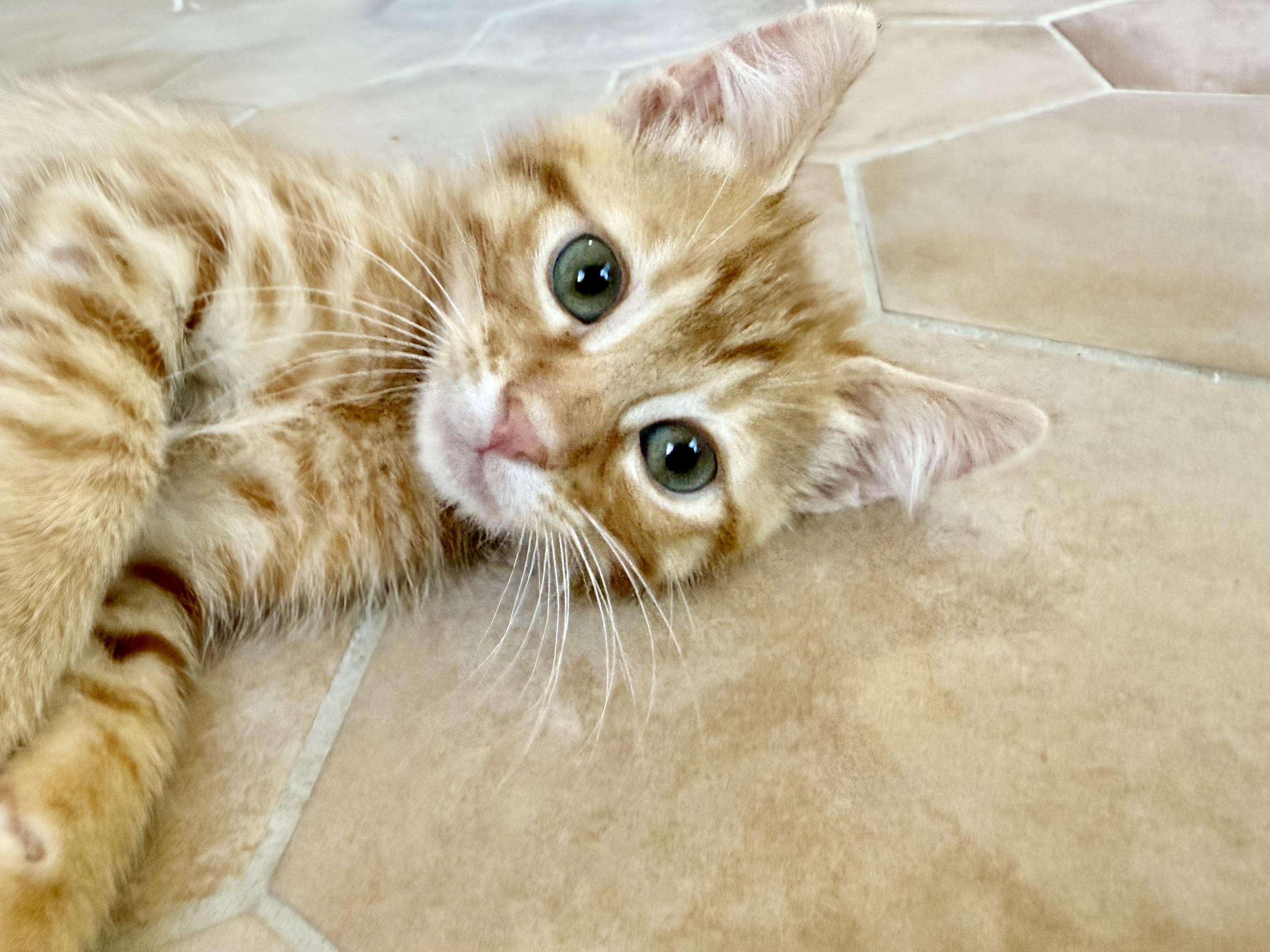 Wasabi (Siracha), a ADOPTABLE Domestic Short Hair in Davis, CA image 2/2