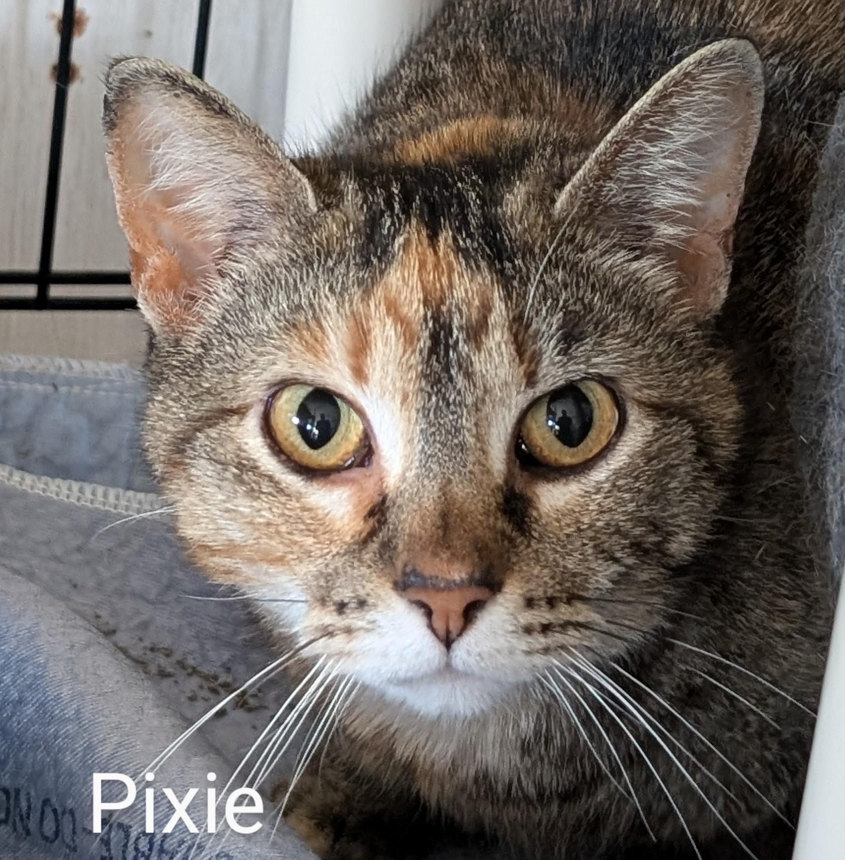 Pixie, an adoptable Domestic Short Hair in Colfax, IA, 50054 | Photo Image 1