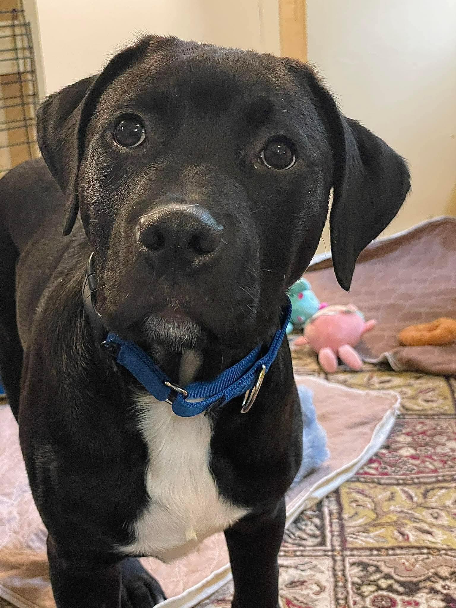 Daniel, an adopted mixed breed in Berwick, ME image 5/6