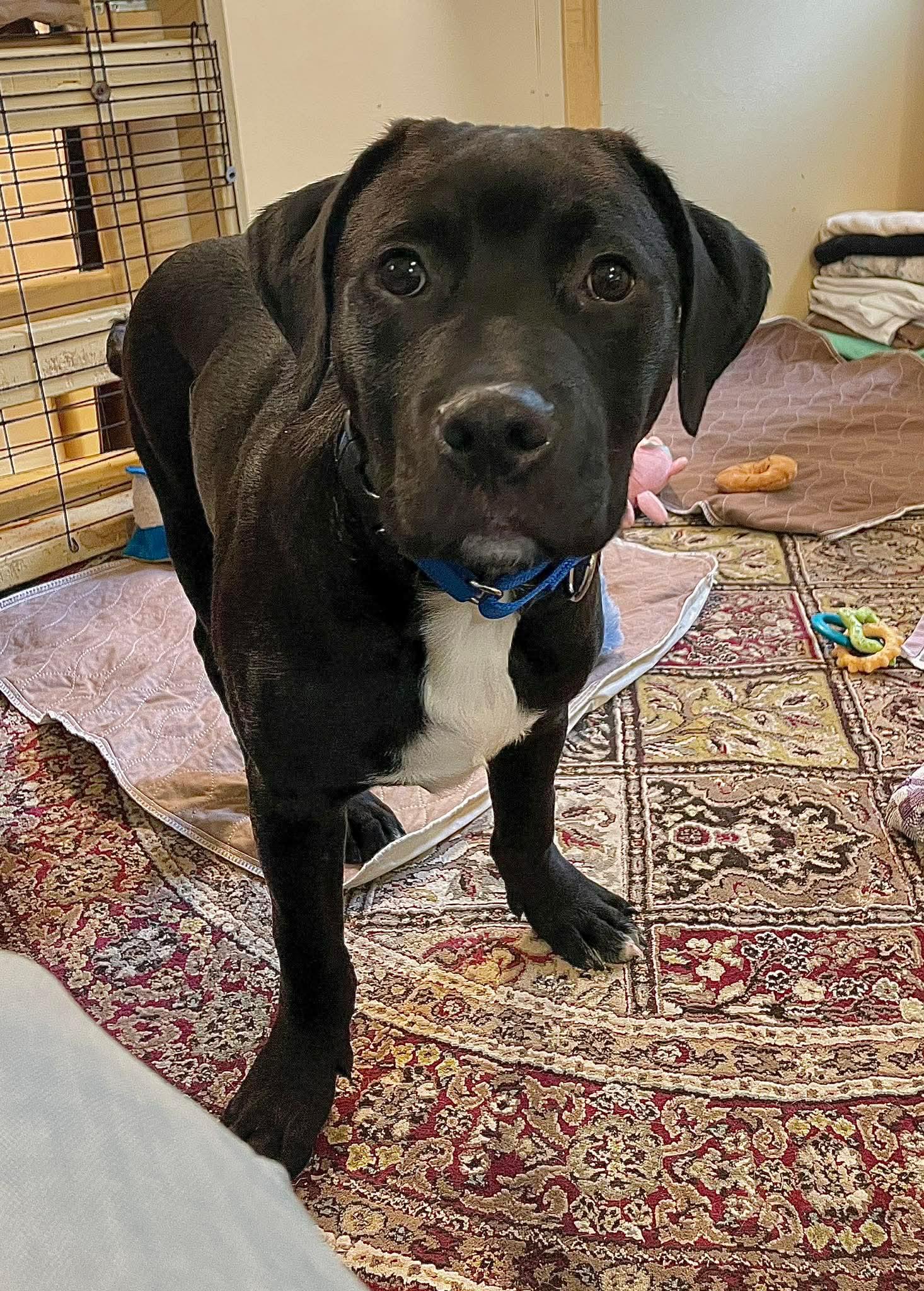 Daniel, an adopted mixed breed in Berwick, ME image 4/6