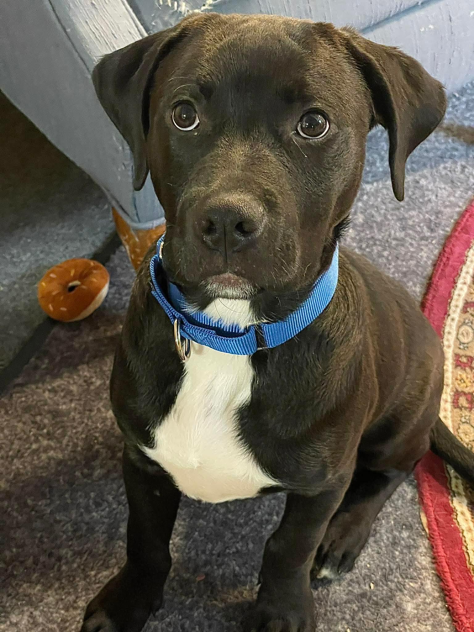 Daniel, an adopted mixed breed in Berwick, ME image 2/6