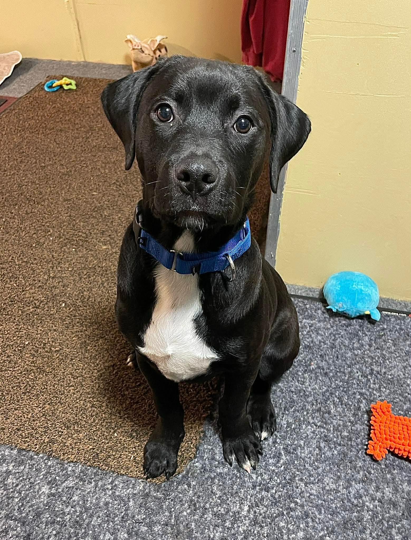 Daniel, an adopted mixed breed in Berwick, ME image 6/6