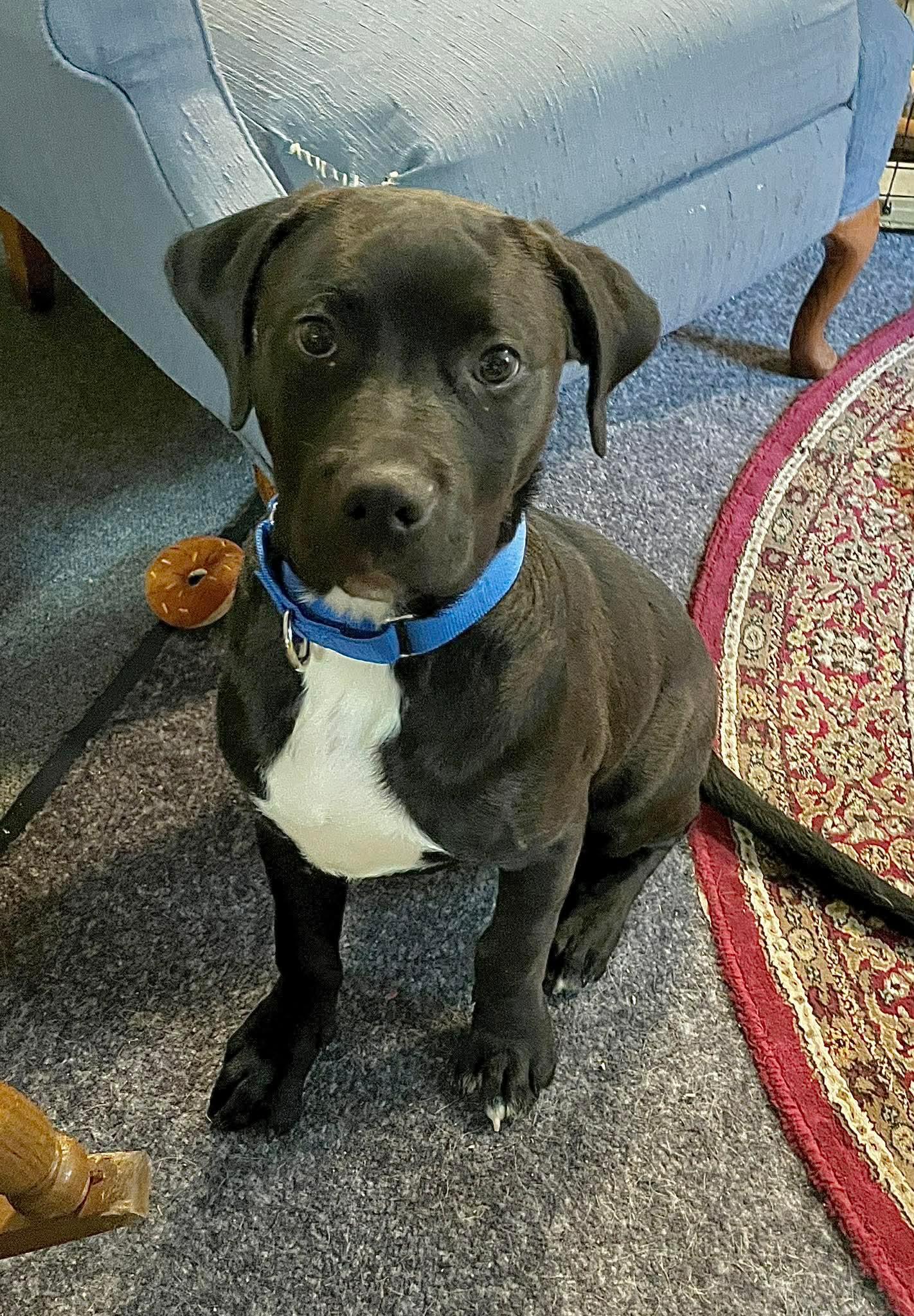 Daniel, an adopted mixed breed in Berwick, ME image 3/6
