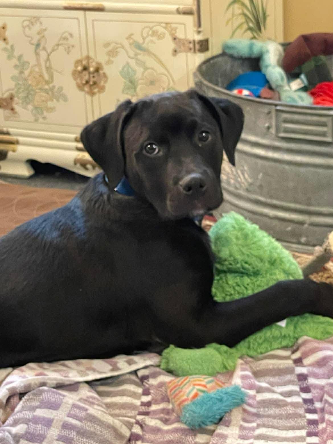 Daniel, adopted, Young Male Mastiff.