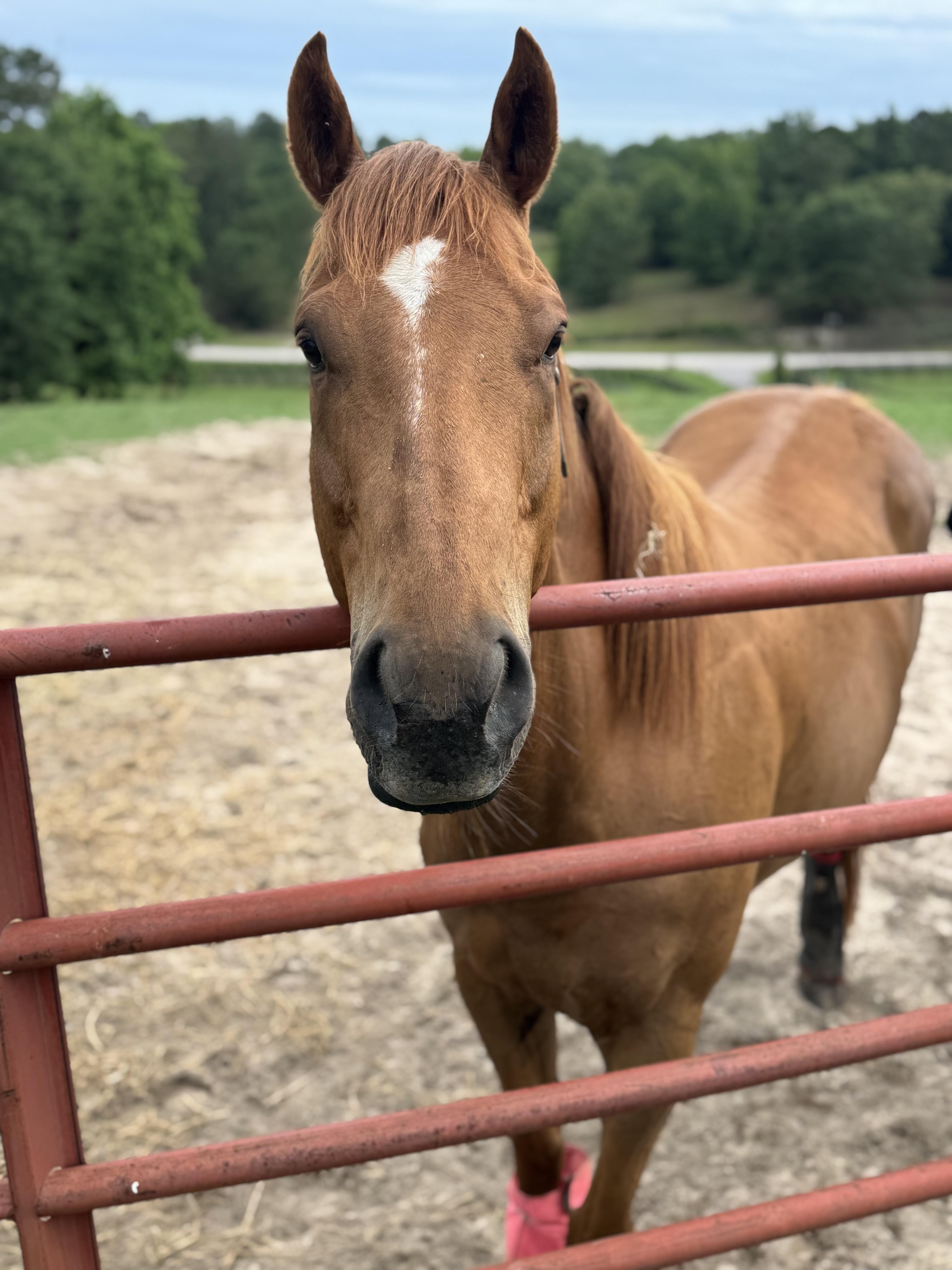 Irish Snow, ADOPTABLE, Adult Male Thoroughbred.
