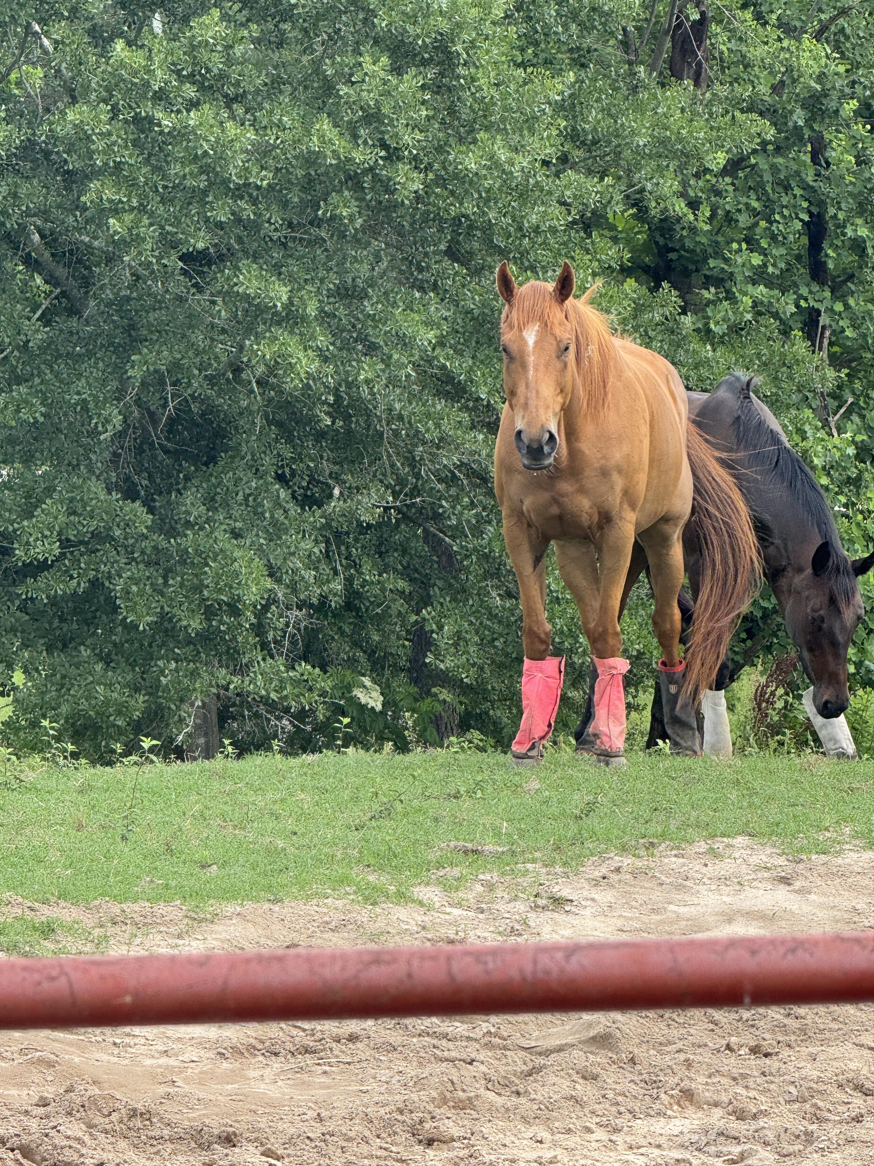 Irish Snow, a ADOPTABLE Thoroughbred in Aiken, SC image 2/2