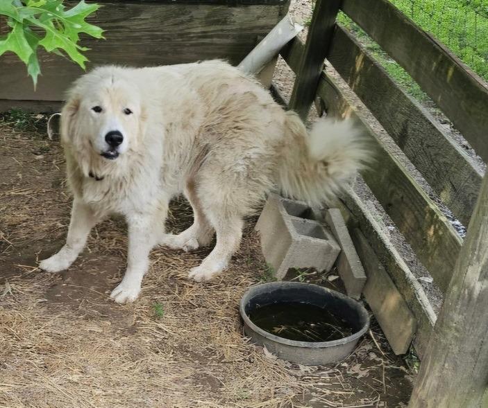 Kane, Adoptable, Adult Male Great Pyrenees.