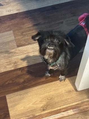 Doris Day, Adoptable, Adult Male Shih Tzu & Mixed Breed.