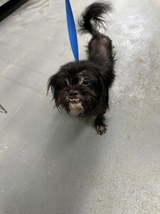 Enlarge Doris Day, a Adoptable mixed breed in Fort Worth, TX image 3/3