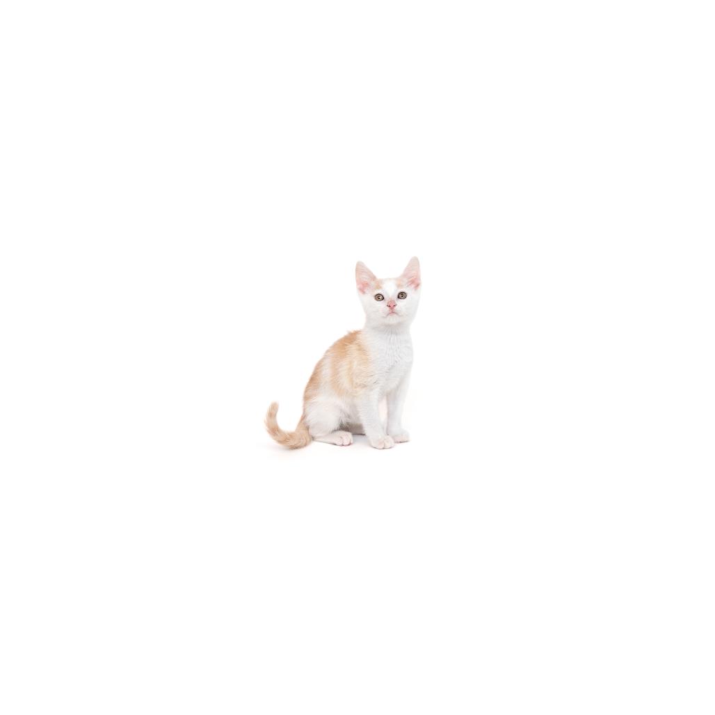 Hemlock, Adoptable, Kitten Male Domestic Short Hair.