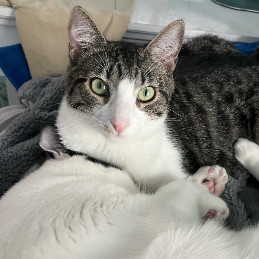 Enlarge Kletus, a Adoptable Domestic Short Hair in Temecula, CA image 1/4