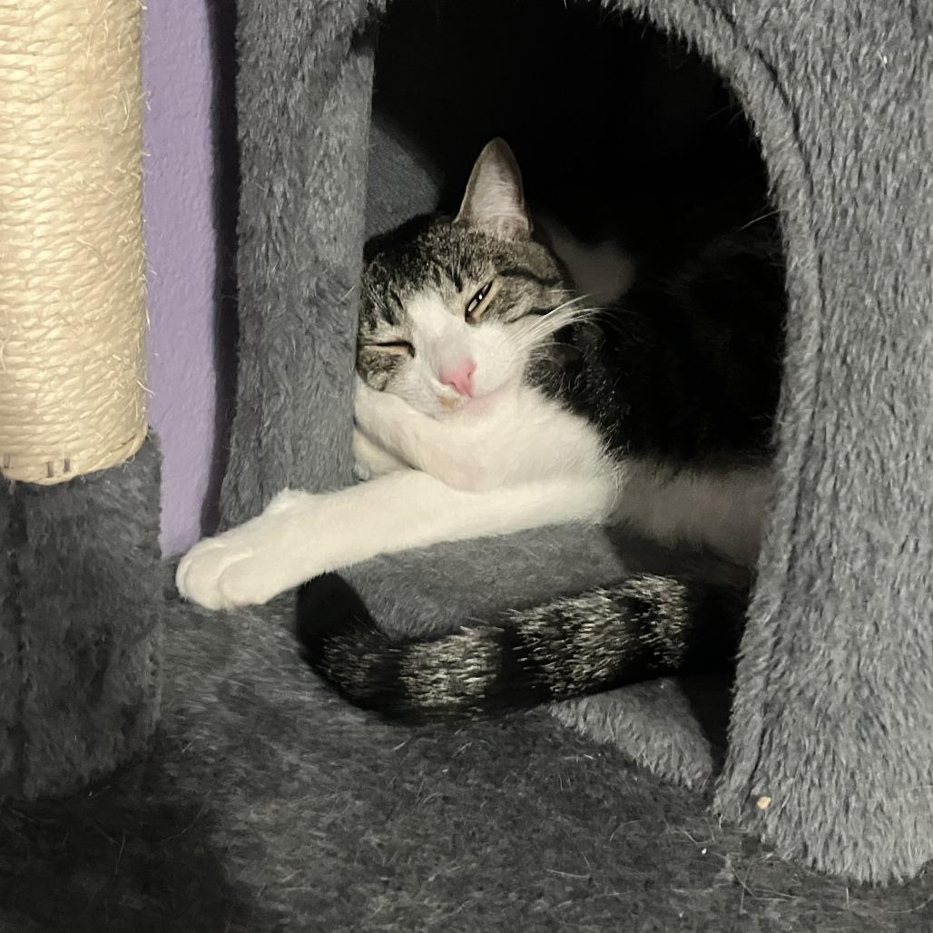 Enlarge Kletus, a Adoptable Domestic Short Hair in Temecula, CA image 2/4