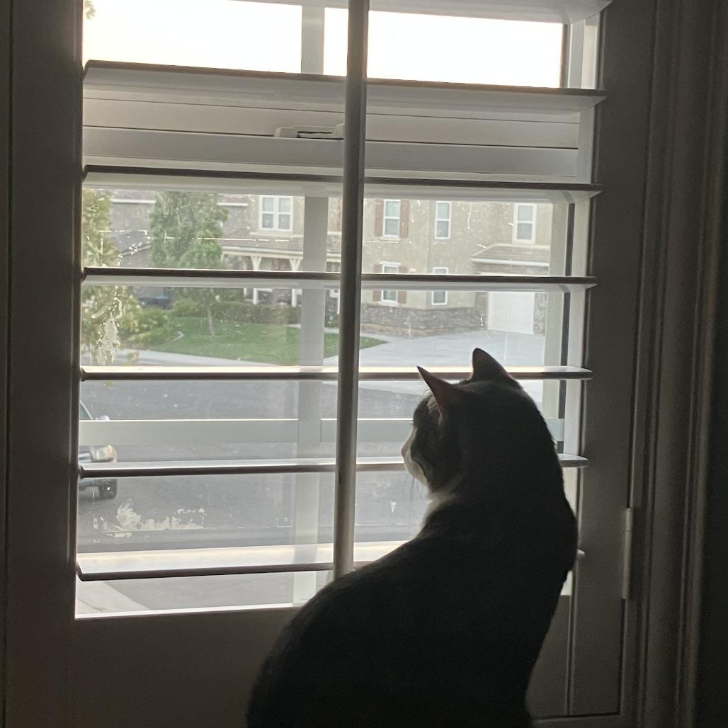 Enlarge Kletus, a Adoptable Domestic Short Hair in Temecula, CA image 3/4