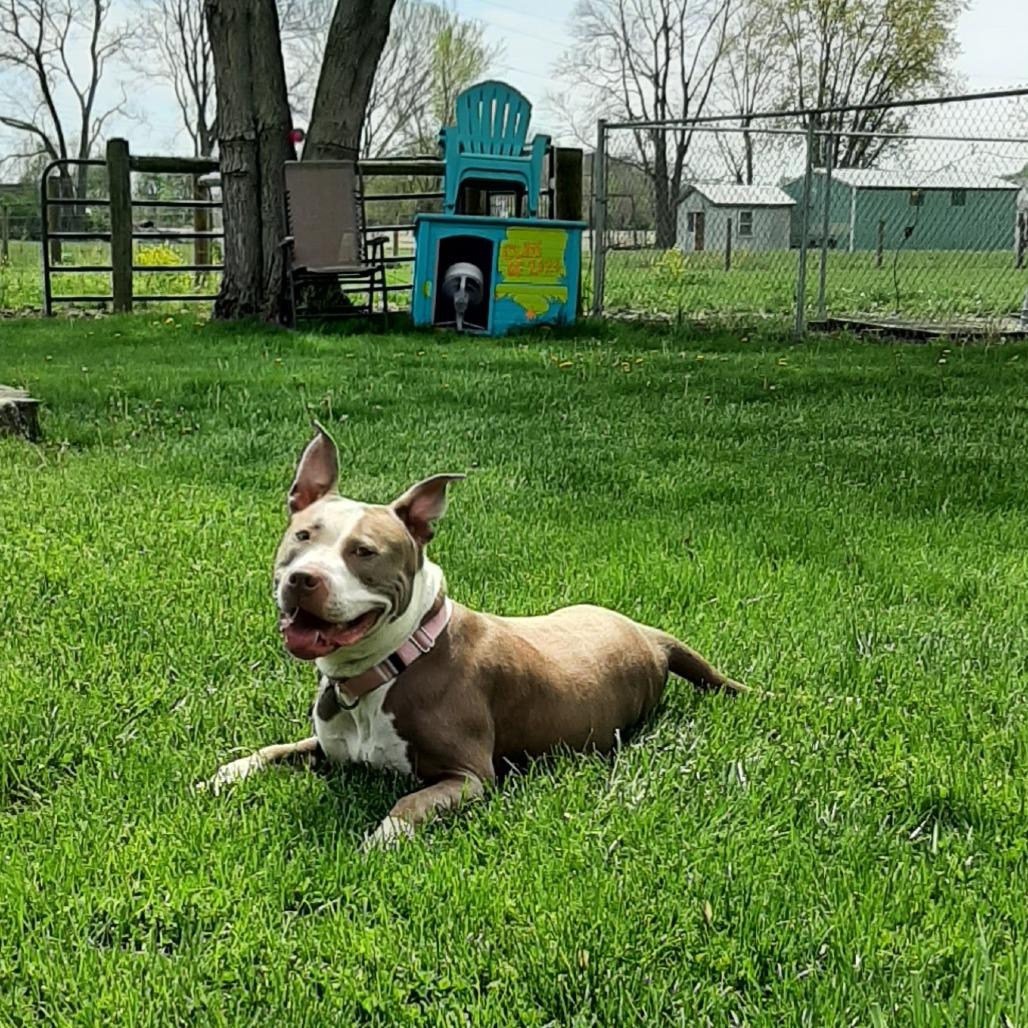 Enlarge Lola, a Adoptable Pit Bull Terrier in Mooresville, IN image 1/5