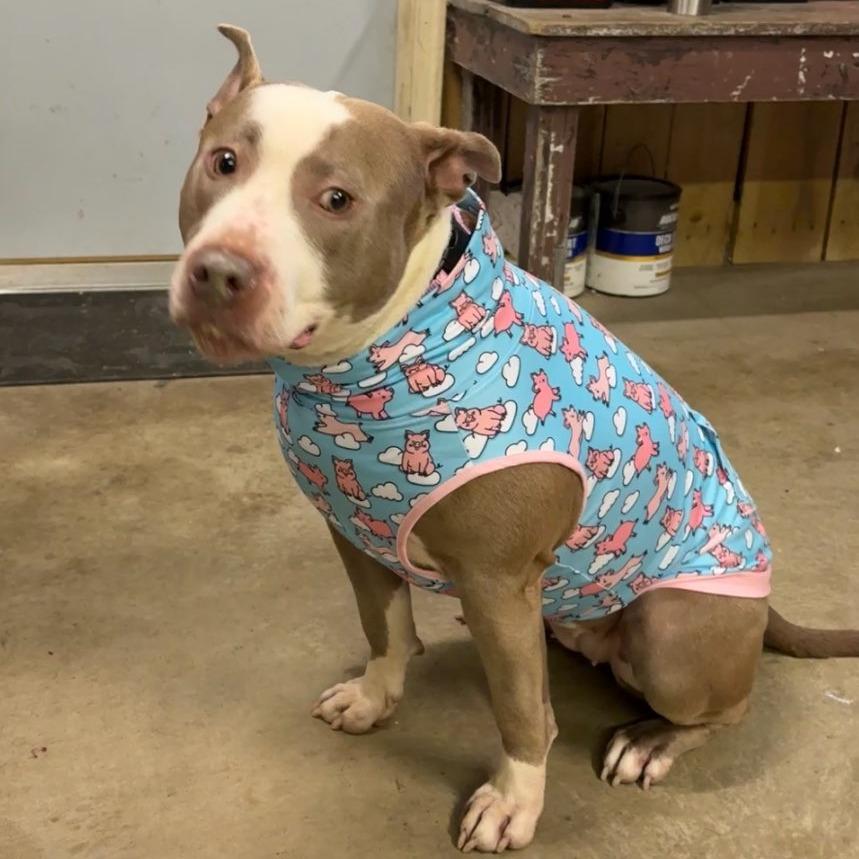 Enlarge Lola, a Adoptable Pit Bull Terrier in Mooresville, IN image 2/5