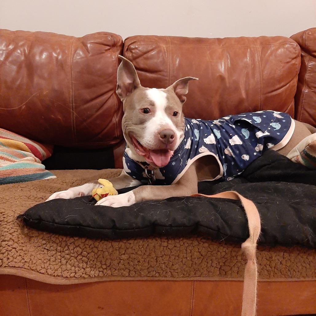 Enlarge Lola, a Adoptable Pit Bull Terrier in Mooresville, IN image 4/5