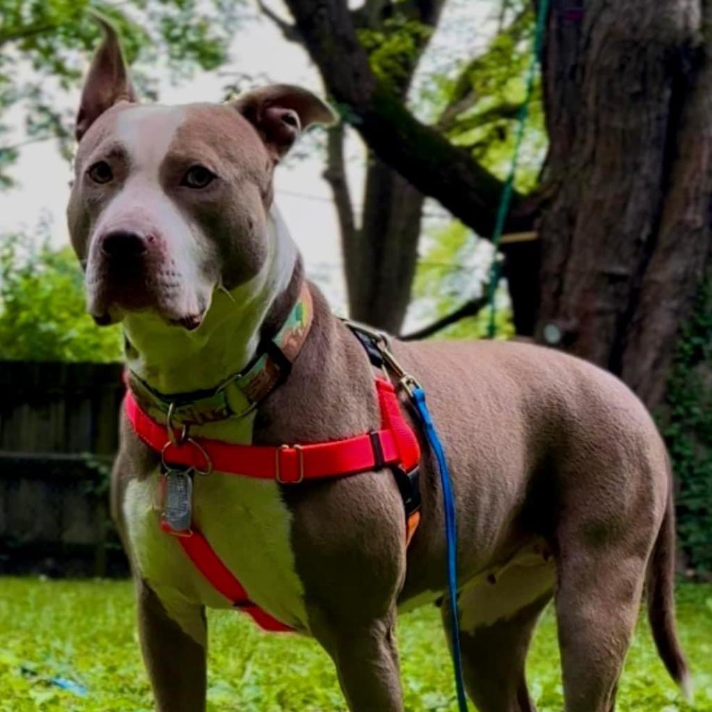 Enlarge Lola, a Adoptable Pit Bull Terrier in Mooresville, IN image 5/5