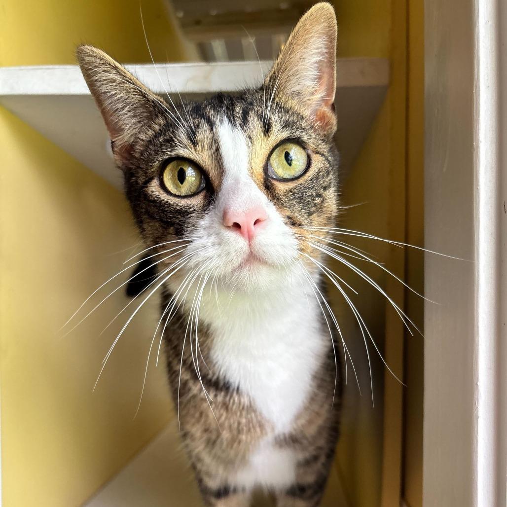 Girl Dinner, Adoptable, Adult Female Domestic Short Hair.